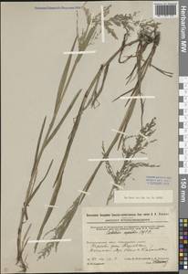 Catabrosa aquatica (L.) P.Beauv., Eastern Europe, Middle Volga region (E8) (Russia)