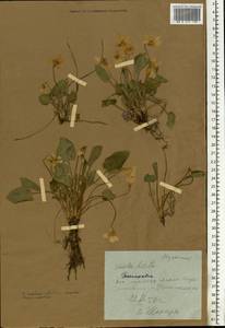 Viola hirta L., Eastern Europe, Moldova (E13a) (Moldova)