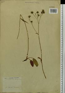 Hieracium umbellatum L., Siberia, Baikal & Transbaikal region (S4) (Russia)