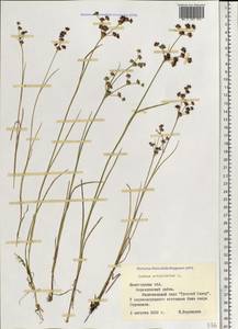 Juncus articulatus L., Eastern Europe, Northern region (E1) (Russia)