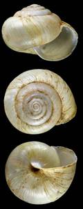 fruticola_lantzi_f_albina_syntype, (Kazakhstan)