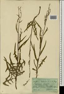Lactuca tatarica (L.) C. A. Mey., Eastern Europe, North Ukrainian region (E11) (Ukraine)