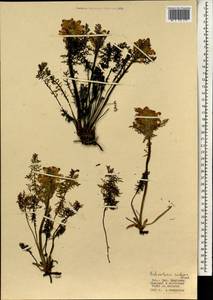 Pedicularis rubens Stephan ex Willd., Mongolia (MONG) (Mongolia)