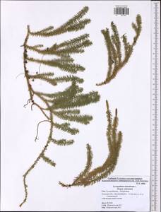 Spinulum annotinum subsp. annotinum, Eastern Europe, Central region (E4) (Russia)