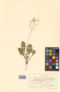 Micranthes sachalinensis (F. Schmidt) S. Akiyama & H. Ohba, Siberia, Russian Far East (S6) (Russia)