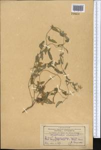 Convolvulus arvensis L., Middle Asia, Kopet Dag, Badkhyz, Small & Great Balkhan (M1) (Turkmenistan)