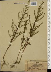 Artemisia scoparia Waldst. & Kit., Caucasus, Azerbaijan (K6) (Azerbaijan)