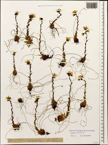 Saxifraga flagellaris Sternb. & Willd., Caucasus, Georgia (K4) (Georgia)