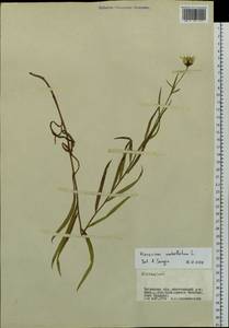 Hieracium umbellatum L., Siberia, Baikal & Transbaikal region (S4) (Russia)