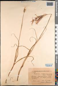 Ixiolirion tataricum (Pall.) Schult. & Schult.f., Middle Asia, Western Tian Shan & Karatau (M3) (Kyrgyzstan)