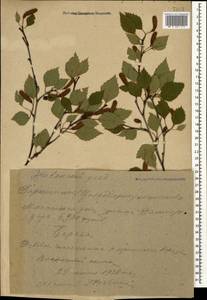 Betula pendula Roth, Caucasus, Armenia (K5) (Armenia)