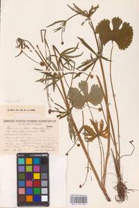 Ranunculus cassubicus L., Eastern Europe, North-Western region (E2) (Russia)