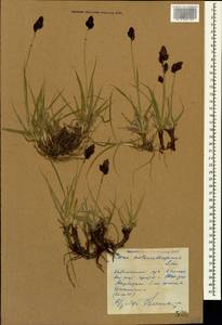 Carex melananthiformis Litv., Caucasus, Azerbaijan (K6) (Azerbaijan)