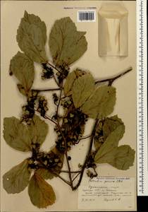 Parrotia persica (DC.) C. A. Mey., Caucasus, Azerbaijan (K6) (Azerbaijan)