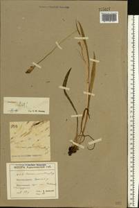 Scorzonera parviflora Jacq., Eastern Europe, North Ukrainian region (E11) (Ukraine)