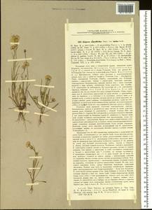 Erigeron lonchophyllus Hook., Siberia, Altai & Sayany Mountains (S2) (Russia)