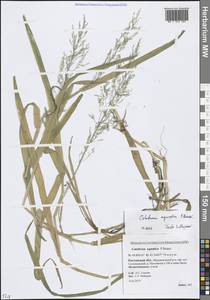 Catabrosa aquatica (L.) P.Beauv., Eastern Europe, Rostov Oblast (E12a) (Russia)