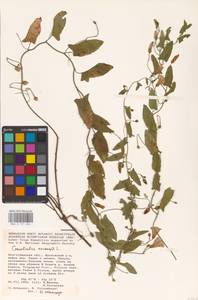 Convolvulus arvensis L., Eastern Europe, Lower Volga region (E9) (Russia)