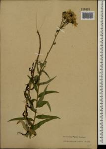 Hieracium umbellatum L., Eastern Europe, North-Western region (E2) (Russia)