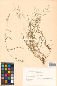 Poa annua L., Eastern Europe, South Ukrainian region (E12) (Ukraine)