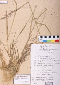 Agrostis gigantea Roth, Siberia, Altai & Sayany Mountains (S2) (Russia)