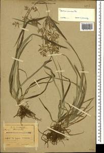 Cyperus esculentus L., Caucasus, Abkhazia (K4a) (Abkhazia)