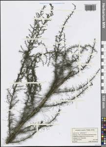Artemisia scoparia Waldst. & Kit., Eastern Europe, Moscow region (E4a) (Russia)
