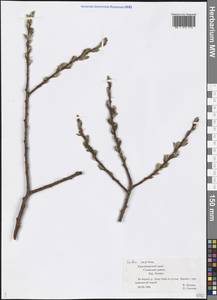 Salix caprea L., Caucasus, Black Sea Shore (from Novorossiysk to Adler) (K3) (Russia)