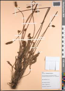 Plantago lanceolata L., Caucasus, Krasnodar Krai & Adygea (K1a) (Russia)