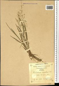 Catabrosa aquatica (L.) P.Beauv., Caucasus, Georgia (K4) (Georgia)