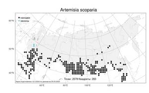 Artemisia scoparia Waldst. & Kit., Atlas of the Russian Flora (FLORUS) (Russia)