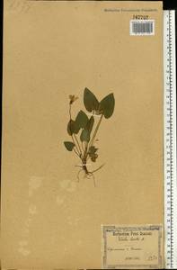 Viola hirta L., Eastern Europe, South Ukrainian region (E12) (Ukraine)