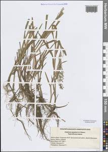 Catabrosa aquatica (L.) P.Beauv., Eastern Europe, Middle Volga region (E8) (Russia)