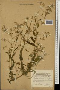 Lactuca tatarica (L.) C. A. Mey., Eastern Europe, North Ukrainian region (E11) (Ukraine)