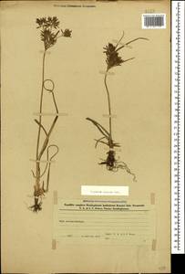 Cyperus esculentus L., Caucasus, Azerbaijan (K6) (Azerbaijan)