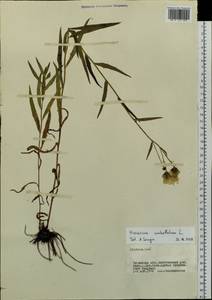 Hieracium umbellatum L., Siberia, Baikal & Transbaikal region (S4) (Russia)