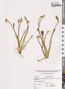 Coptidium pallasii (Schltdl.) Á.Löve & D.Löve, Siberia, Chukotka & Kamchatka (S7) (Russia)