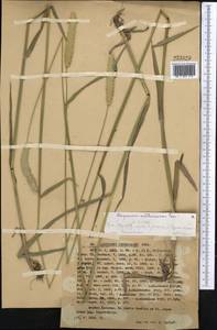 Alopecurus arundinaceus Poir., Middle Asia, Western Tian Shan & Karatau (M3) (Kazakhstan)