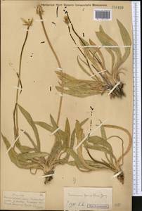 Scorzonera parviflora Jacq., Middle Asia, Muyunkumy, Balkhash & Betpak-Dala (M9) (Kazakhstan)