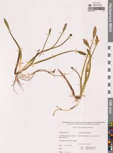 Coptidium pallasii (Schltdl.) Á.Löve & D.Löve, Siberia, Chukotka & Kamchatka (S7) (Russia)