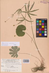 Ranunculus cassubicus L., Eastern Europe, West Ukrainian region (E13) (Ukraine)