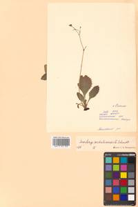 Micranthes sachalinensis (F. Schmidt) S. Akiyama & H. Ohba, Siberia, Russian Far East (S6) (Russia)