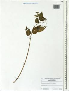 Solanum dulcamara L., Eastern Europe, Central forest region (E5) (Russia)