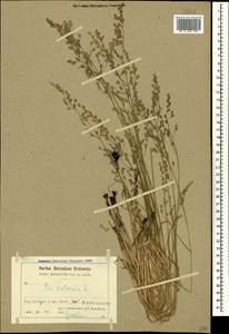 Poa pratensis L., Caucasus, Armenia (K5) (Armenia)