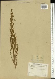 Artemisia scoparia Waldst. & Kit., Eastern Europe, North Ukrainian region (E11) (Ukraine)