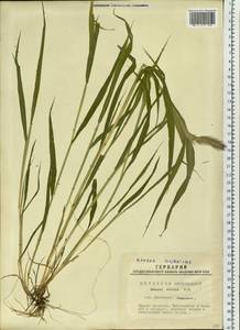Setaria viridis (L.) P.Beauv., Siberia, Western Siberia (S1) (Russia)