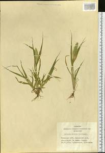 Setaria viridis (L.) P.Beauv., Siberia, Altai & Sayany Mountains (S2) (Russia)