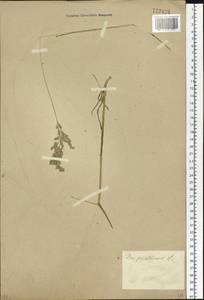 Poa pratensis L., Siberia (no precise locality) (S0) (Russia)