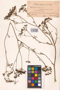 Silaum silaus (L.) Schinz & Thell., Eastern Europe, Central forest-and-steppe region (E6) (Russia)