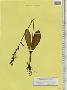 Platanthera bifolia (L.) Rich., Siberia, Western Siberia (S1) (Russia)